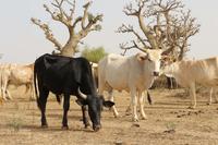 © J.J. Etienne "Jeune taureau métis F1 Holstein au milieu d'un troupeau de Djakorés trypanotolérants dans la zone des Niayes, Sénégal"